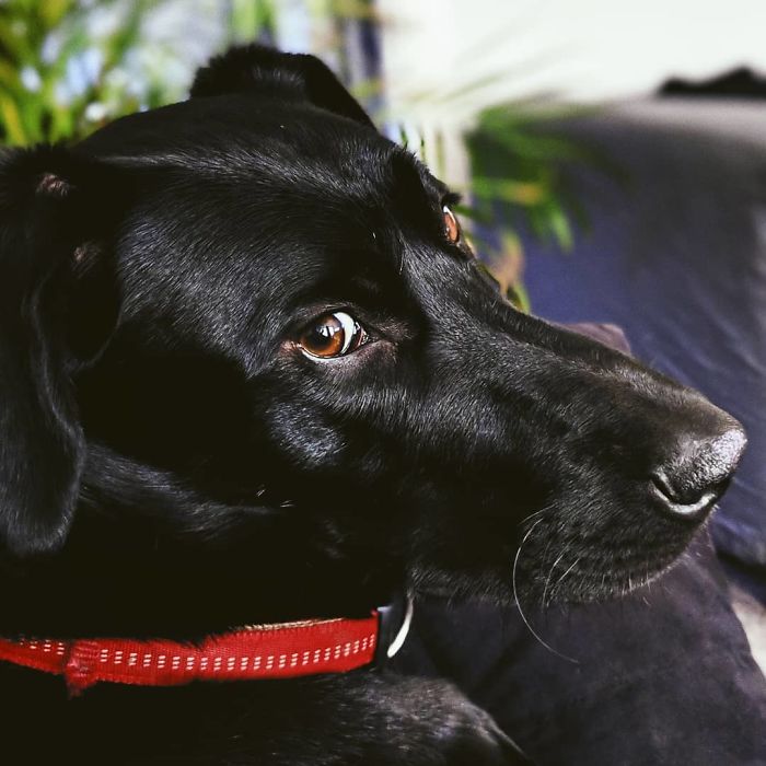 4 gars ont supplié leur voisin de les laisser jouer avec son chien, et ils ont reçu une lettre sympa en réponse