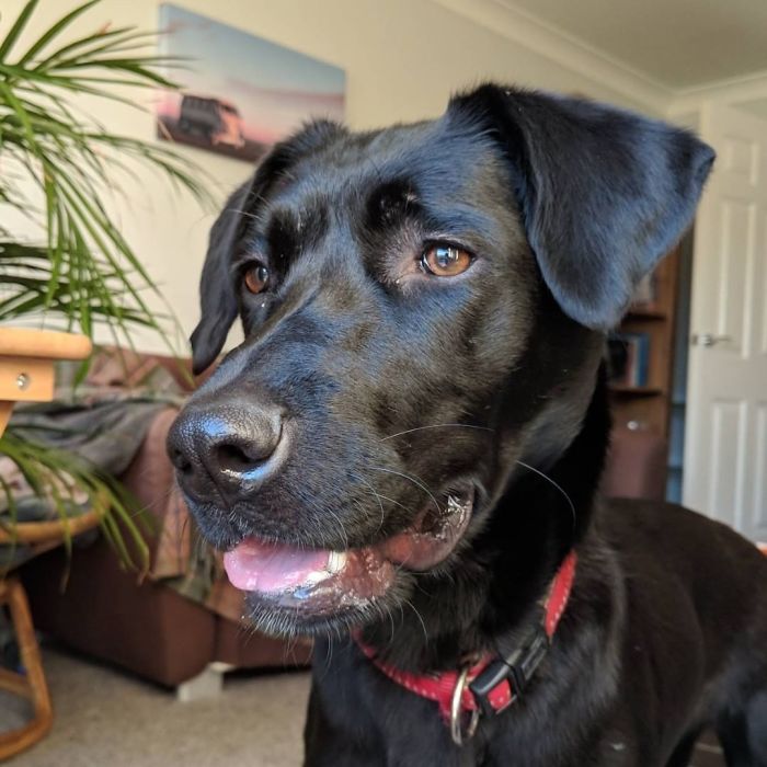 4 gars ont supplié leur voisin de les laisser jouer avec son chien, et ils ont reçu une lettre sympa en réponse