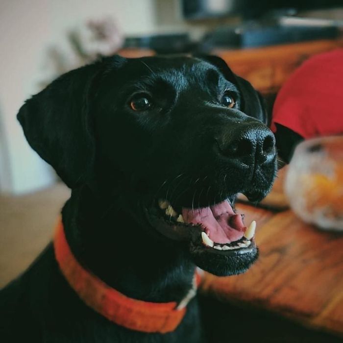 4 gars ont supplié leur voisin de les laisser jouer avec son chien, et ils ont reçu une lettre sympa en réponse