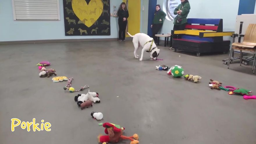 35 chiens ont pu choisir leurs cadeaux de Noël dans ce refuge pour animaux, et voici ce qui s’est passé