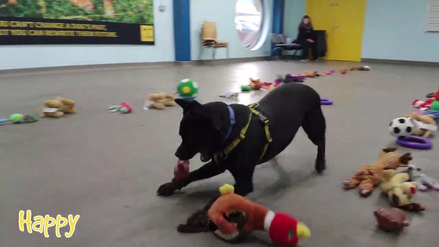 35 chiens ont pu choisir leurs cadeaux de Noël dans ce refuge pour animaux, et voici ce qui s’est passé
