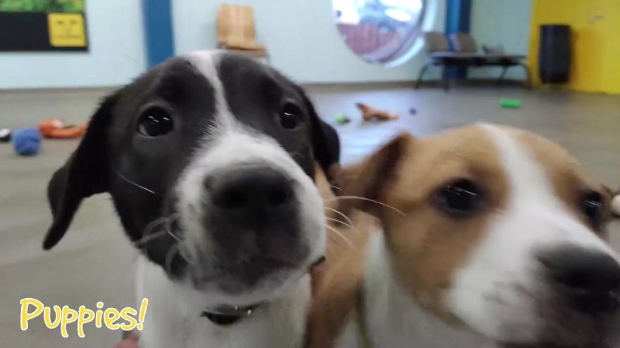 35 chiens ont pu choisir leurs cadeaux de Noël dans ce refuge pour animaux, et voici ce qui s’est passé