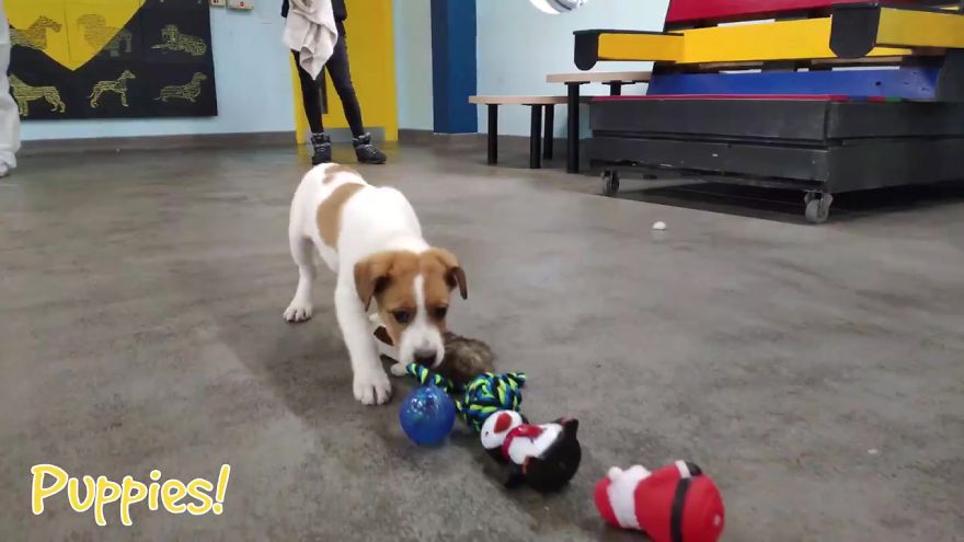 35 chiens ont pu choisir leurs cadeaux de Noël dans ce refuge pour animaux, et voici ce qui s’est passé