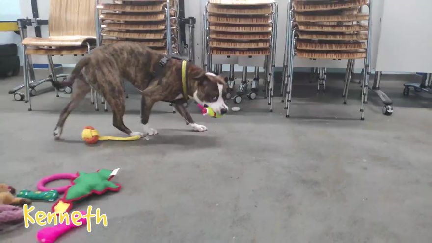 35 chiens ont pu choisir leurs cadeaux de Noël dans ce refuge pour animaux, et voici ce qui s’est passé