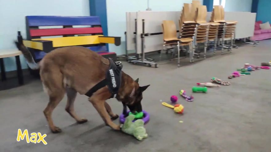 35 chiens ont pu choisir leurs cadeaux de Noël dans ce refuge pour animaux, et voici ce qui s’est passé