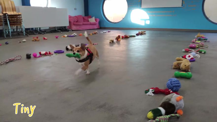 35 chiens ont pu choisir leurs cadeaux de Noël dans ce refuge pour animaux, et voici ce qui s’est passé