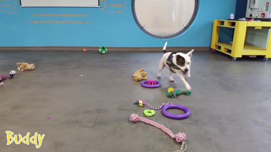 35 chiens ont pu choisir leurs cadeaux de Noël dans ce refuge pour animaux, et voici ce qui s’est passé