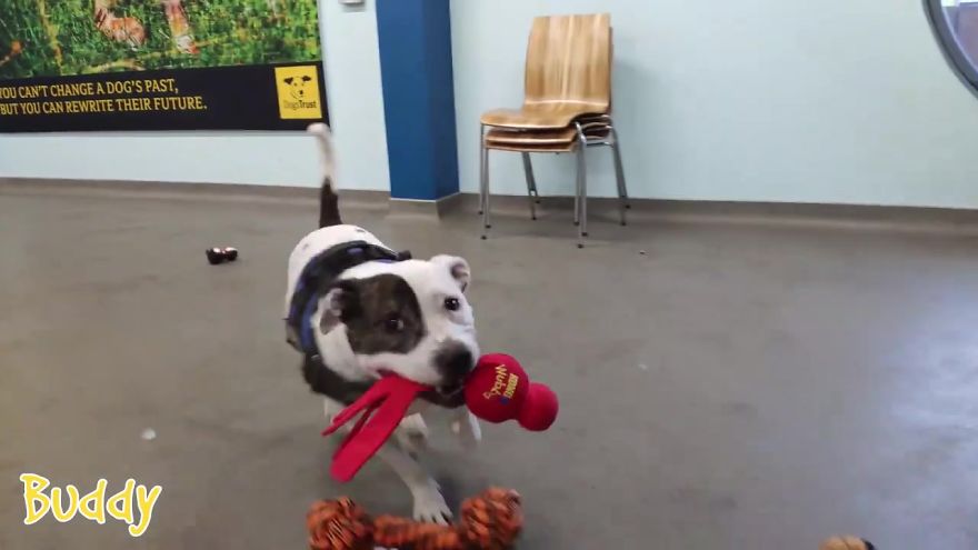 35 chiens ont pu choisir leurs cadeaux de Noël dans ce refuge pour animaux, et voici ce qui s’est passé