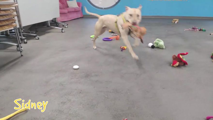 35 chiens ont pu choisir leurs cadeaux de Noël dans ce refuge pour animaux, et voici ce qui s’est passé