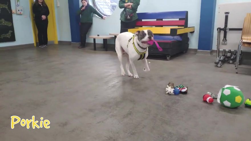 35 chiens ont pu choisir leurs cadeaux de Noël dans ce refuge pour animaux, et voici ce qui s’est passé