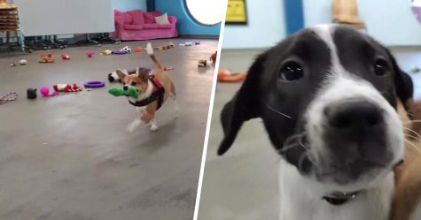 35 chiens ont pu choisir leurs cadeaux de Noël dans ce refuge pour animaux, et voici ce qui s’est passé