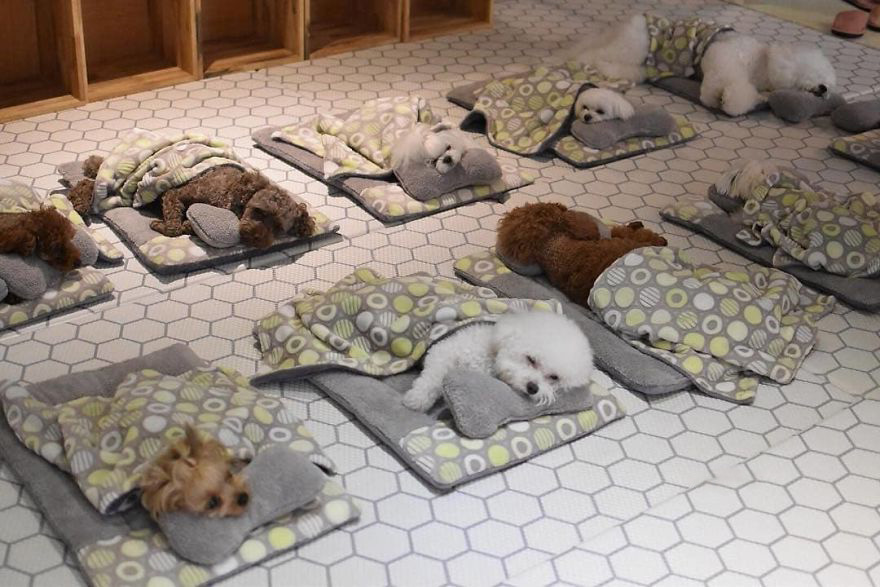 Ces 24 photos de chiots endormis dans une garderie pour chiots envahissent Internet