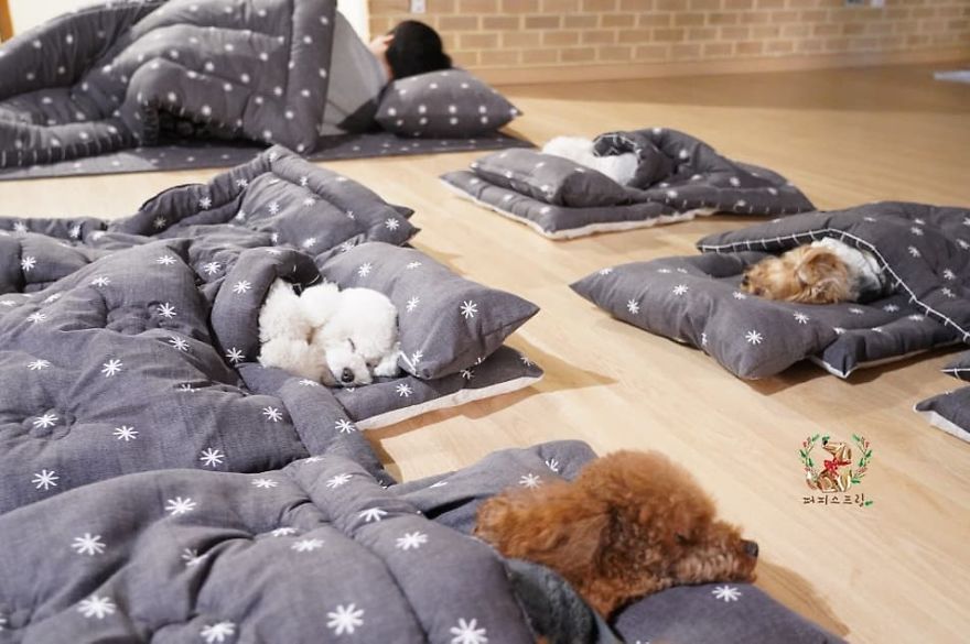 Ces 24 photos de chiots endormis dans une garderie pour chiots envahissent Internet