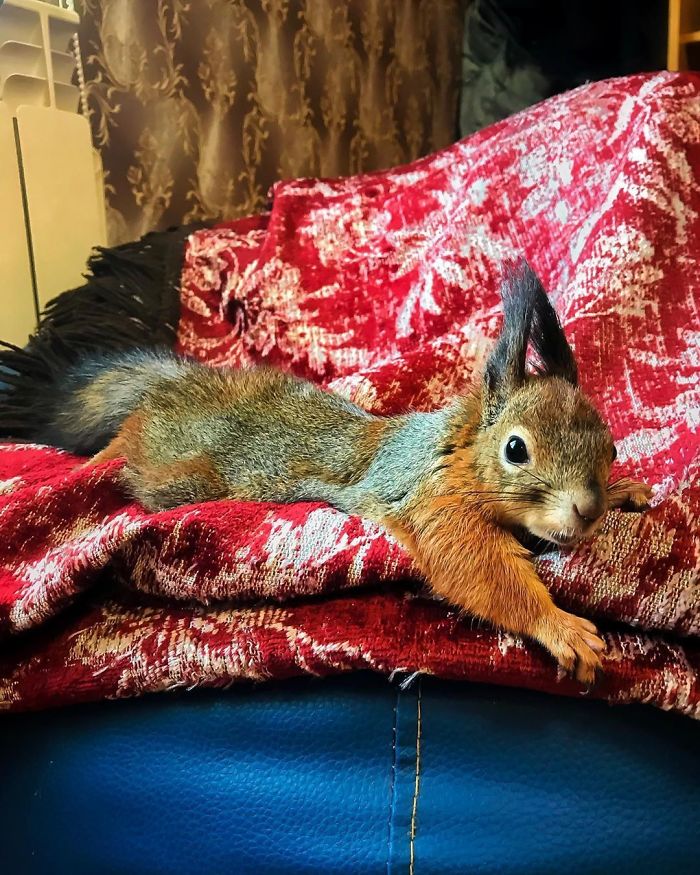 Un gars trouve un bébé écureuil qui ne sait pas marcher, le ramène chez lui et maintenant, ils sont meilleurs amis (26 images)
