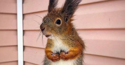 Un gars trouve un bébé écureuil qui ne sait pas marcher, le ramène chez lui et maintenant, ils sont meilleurs amis (26 images)