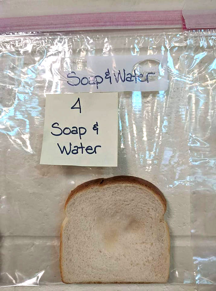 Cette expérience scientifique menée par une école primaire avec du pain blanc est devenue virale