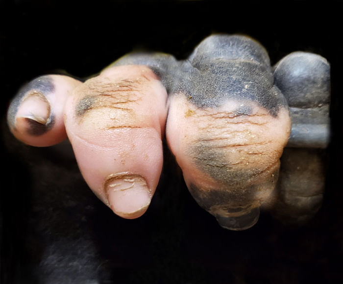 Un gorille né avec un manque de pigmentation sur les doigts a surpris les gens