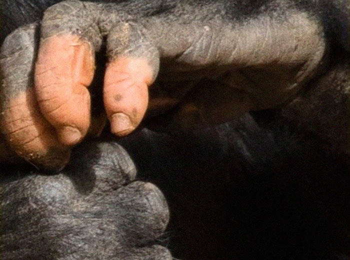 Un gorille né avec un manque de pigmentation sur les doigts a surpris les gens