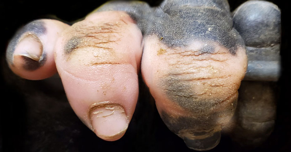 Un gorille né avec un manque de pigmentation sur les doigts a surpris les gens