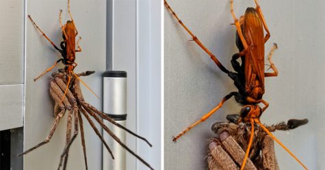 Une énorme guêpe pepsis a emporté une araignée pour se régaler en Australie