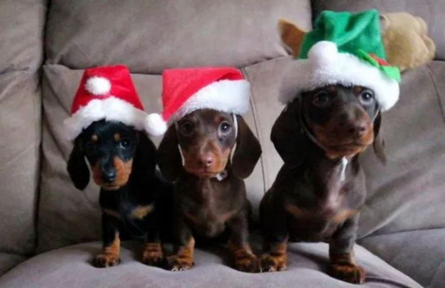 Un homme a aligné ses 17 chiens-saucisses vêtus de pulls festifs pour la photo de Noël parfaite
