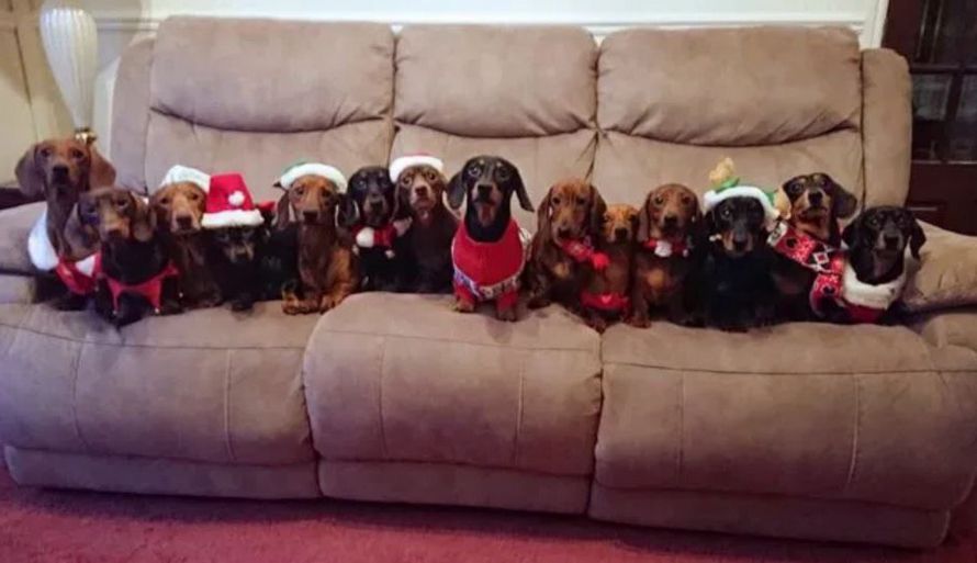 Un homme a aligné ses 17 chiens-saucisses vêtus de pulls festifs pour la photo de Noël parfaite