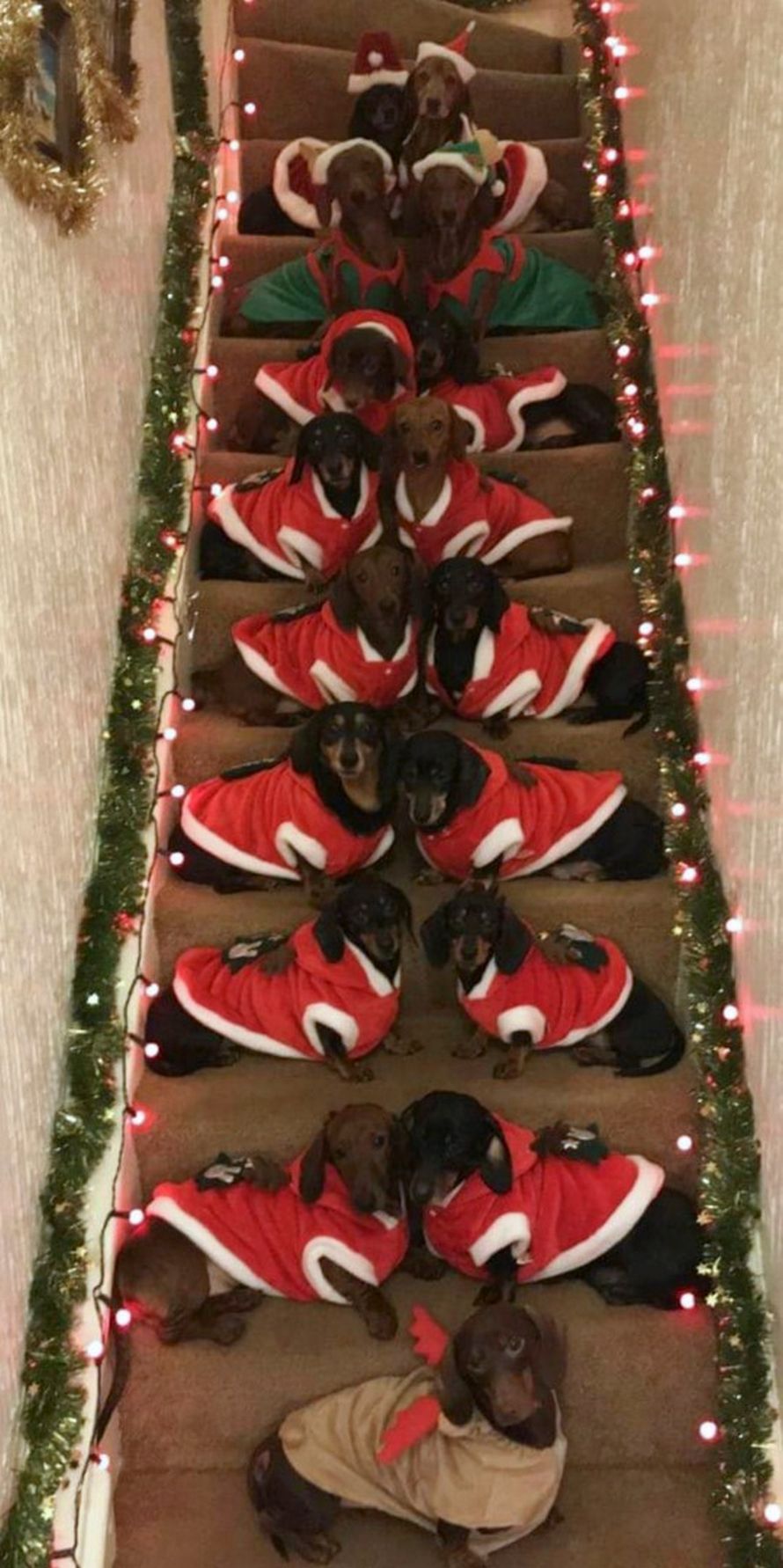 Un homme a aligné ses 17 chiens-saucisses vêtus de pulls festifs pour la photo de Noël parfaite