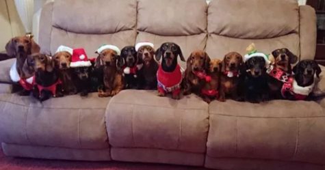 Un homme a aligné ses 17 chiens-saucisses vêtus de pulls festifs pour la photo de Noël parfaite