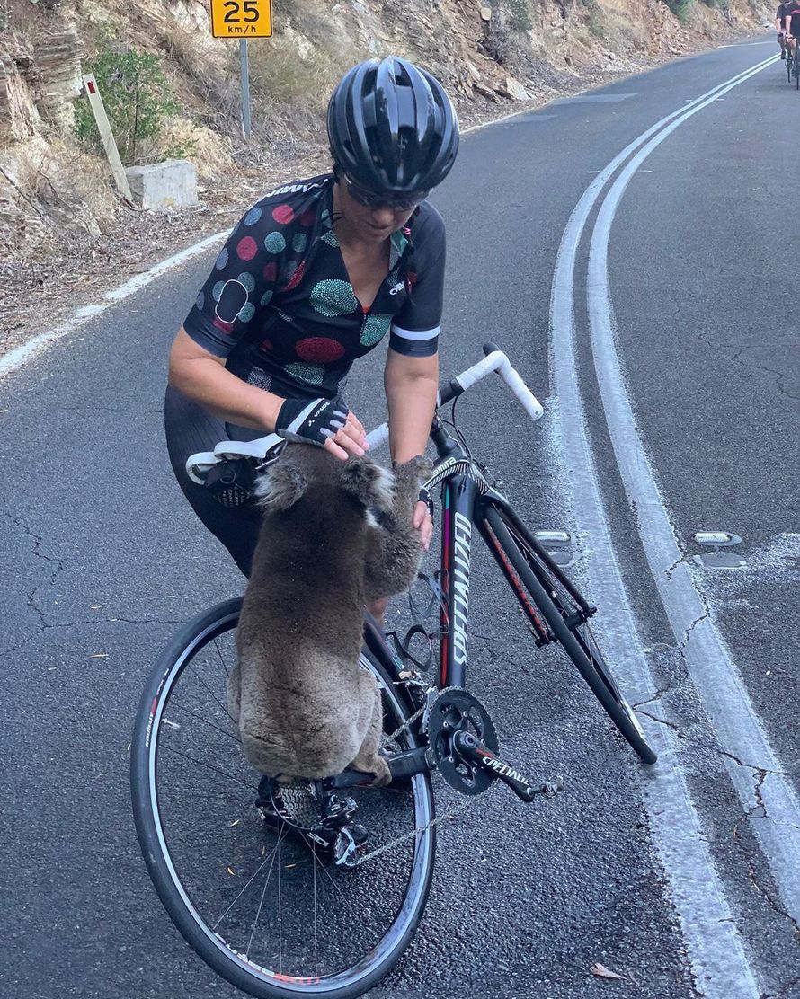 https://www.ipnoze.com/wordpress/wp-content/uploads/2019/12/koala-boit-eau-bouteille-cycliste-australie-anna-heuseler-001.jpg