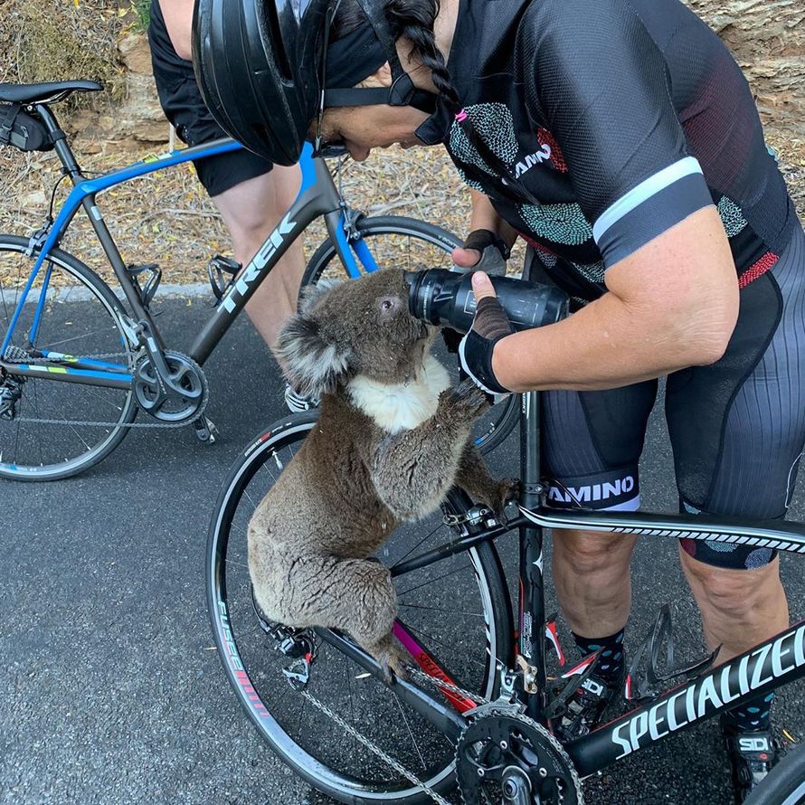 Une cycliste s’arrête pour donner à boire à un koala assoiffé Une cycliste s’arrête pour donner à boire à un koala assoiffé