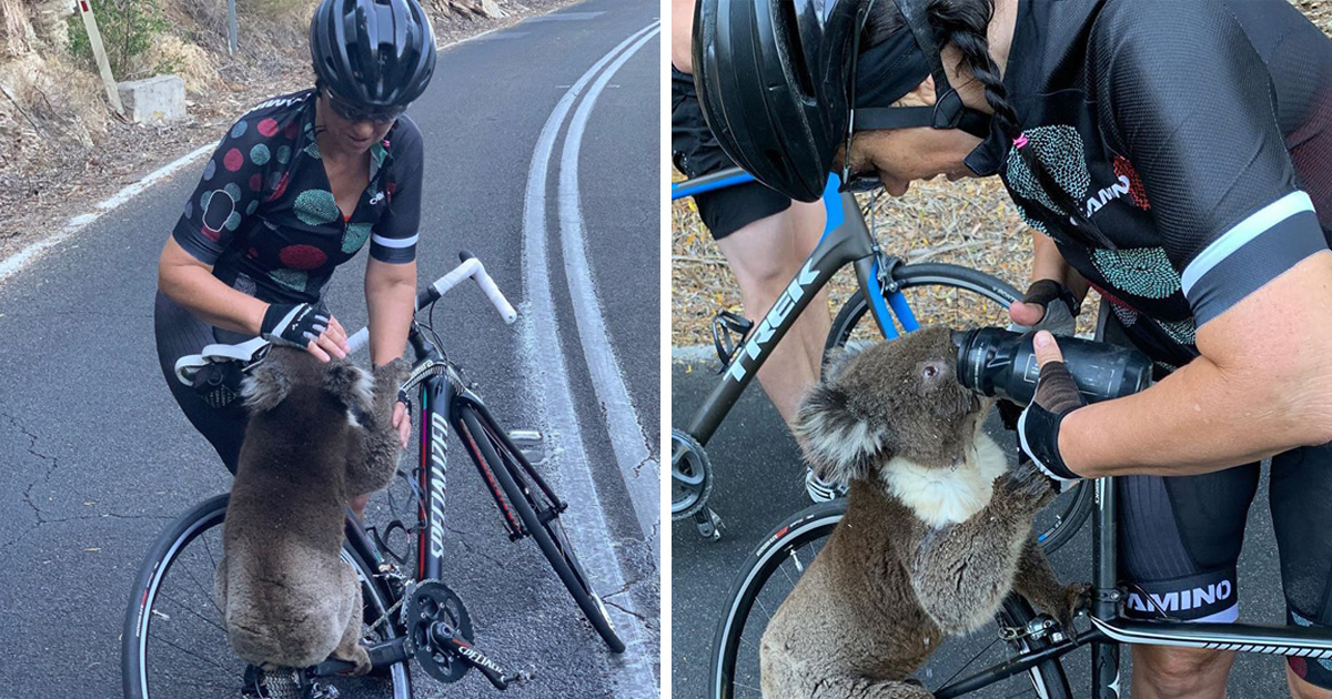 Une cycliste s’arrête pour donner à boire à un koala assoiffé Une cycliste s’arrête pour donner à boire à un koala assoiffé