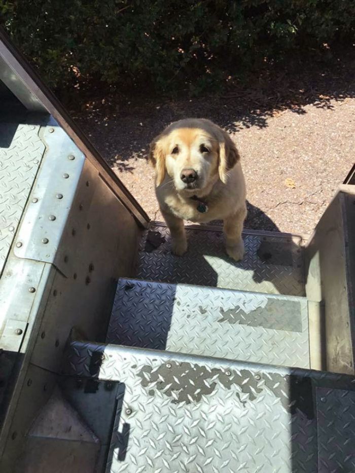 Des livreurs ont créé un groupe Facebook au sujet des chiens qu’ils rencontrent sur leur route et ça va te faire sourire (nouvelles images)