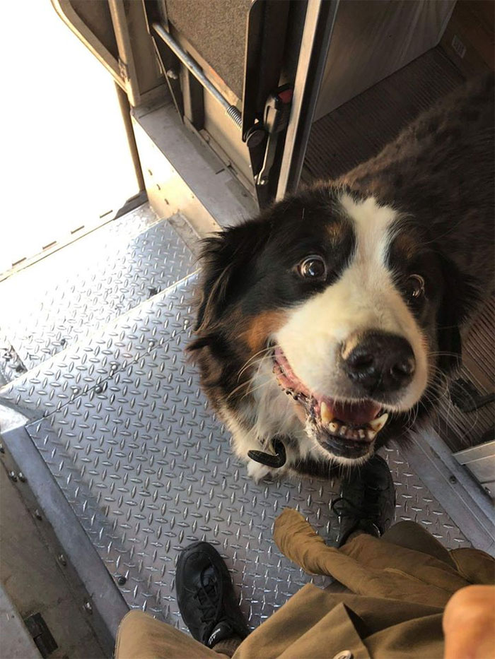 Des livreurs ont créé un groupe Facebook au sujet des chiens qu’ils rencontrent sur leur route et ça va te faire sourire (nouvelles images)