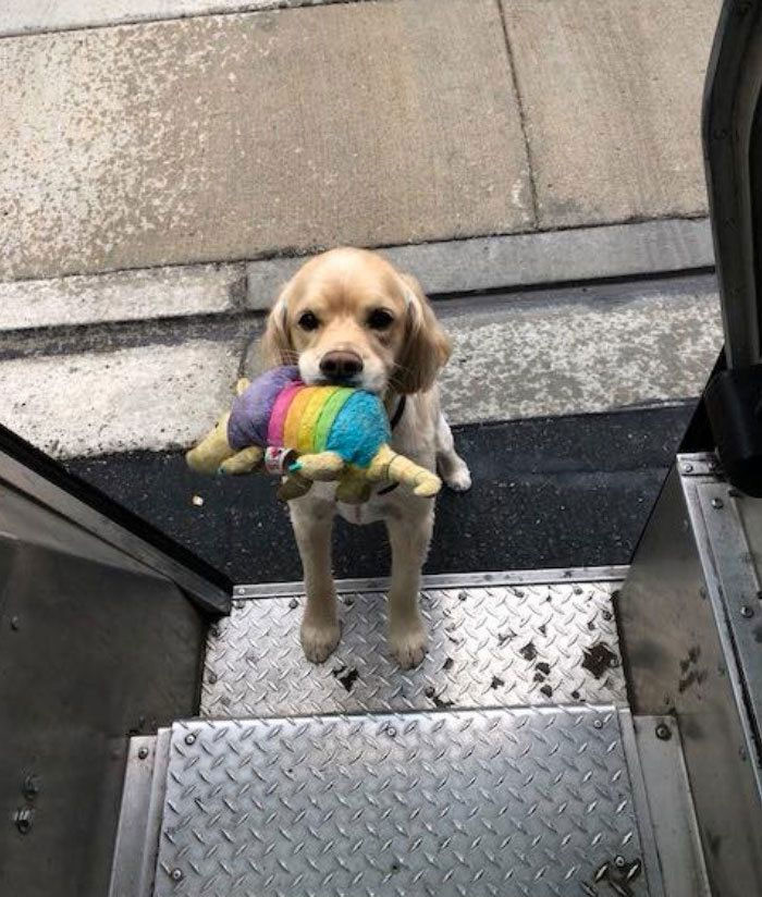 Des livreurs ont créé un groupe Facebook au sujet des chiens qu’ils rencontrent sur leur route et ça va te faire sourire (nouvelles images)