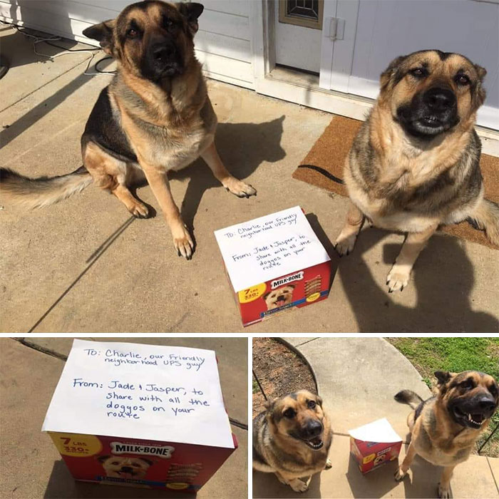 Des livreurs ont créé un groupe Facebook au sujet des chiens qu’ils rencontrent sur leur route et ça va te faire sourire (nouvelles images)