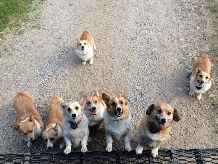 Des livreurs ont créé un groupe Facebook au sujet des chiens qu’ils rencontrent sur leur route et ça va te faire sourire (nouvelles images)