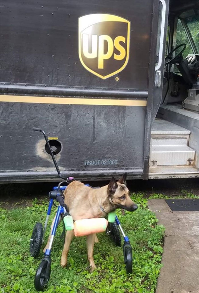 Des livreurs ont créé un groupe Facebook au sujet des chiens qu’ils rencontrent sur leur route et ça va te faire sourire (nouvelles images)