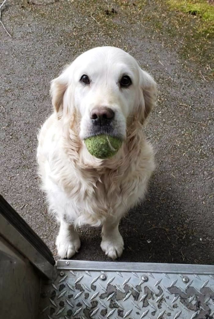 Des livreurs ont créé un groupe Facebook au sujet des chiens qu’ils rencontrent sur leur route et ça va te faire sourire (nouvelles images)