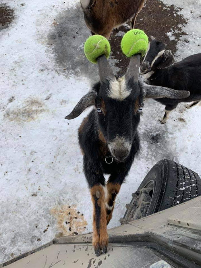 Des livreurs ont créé un groupe Facebook au sujet des chiens qu’ils rencontrent sur leur route et ça va te faire sourire (nouvelles images)