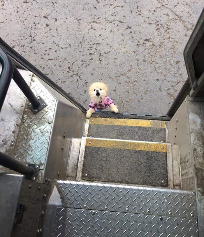 Des livreurs ont créé un groupe Facebook au sujet des chiens qu’ils rencontrent sur leur route et ça va te faire sourire (nouvelles images)