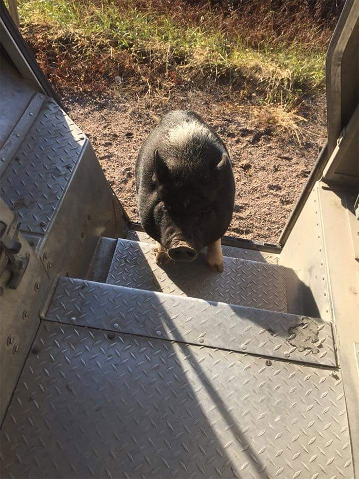 Des livreurs ont créé un groupe Facebook au sujet des chiens qu’ils rencontrent sur leur route et ça va te faire sourire (nouvelles images)