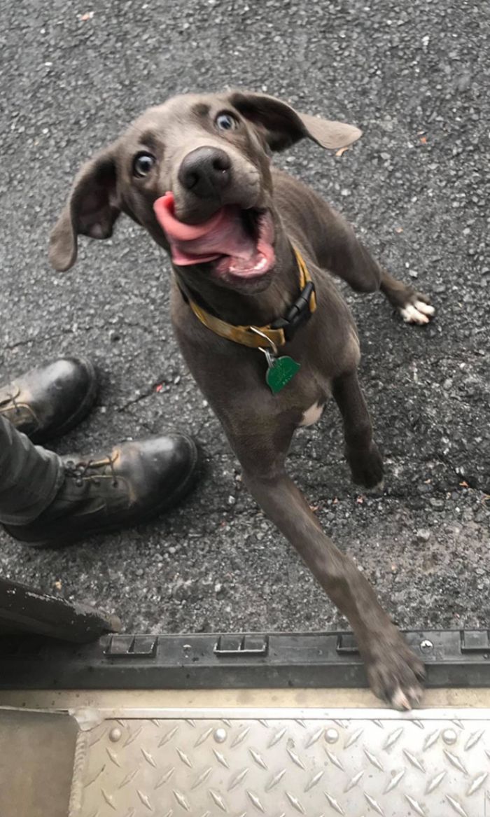 Des livreurs ont créé un groupe Facebook au sujet des chiens qu’ils rencontrent sur leur route et ça va te faire sourire (nouvelles images)