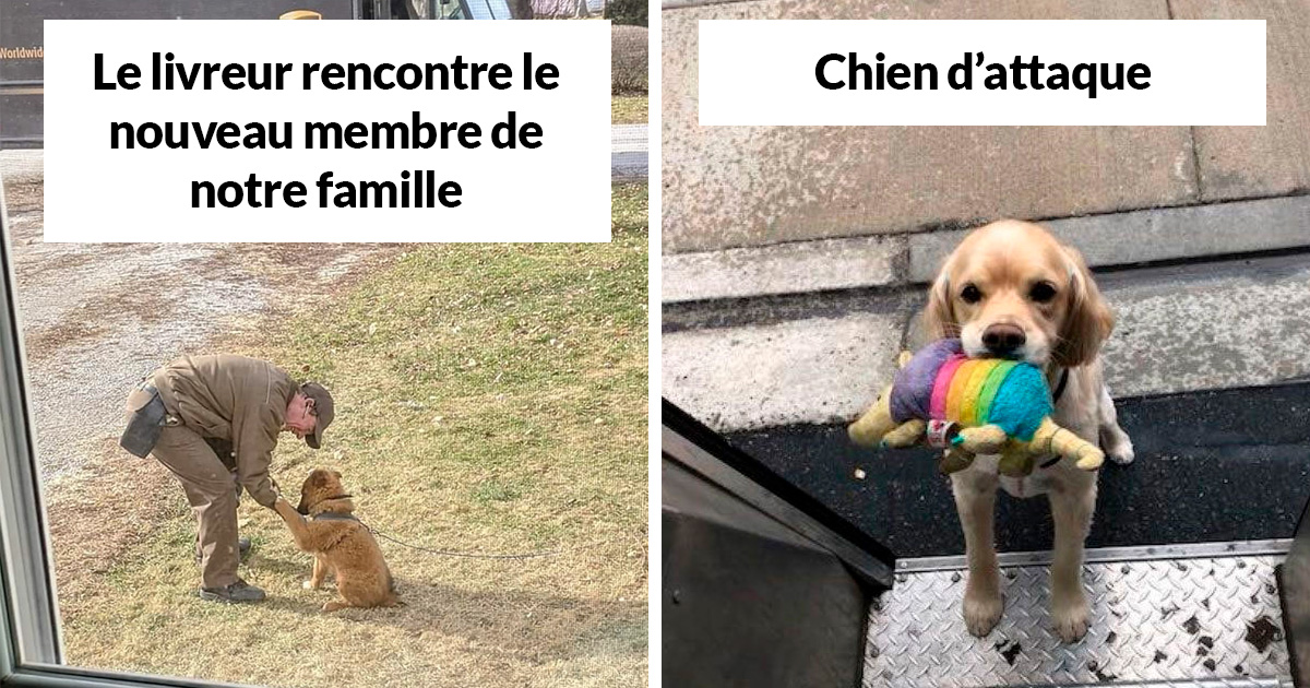Des livreurs ont créé un groupe Facebook au sujet des chiens qu’ils rencontrent sur leur route et ça va te faire sourire (nouvelles images)