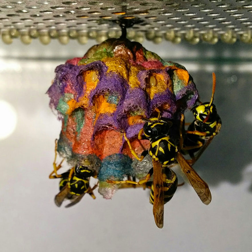 Quand des guêpes reçoivent du papier coloré, elles construisent des nids arc-en-ciel