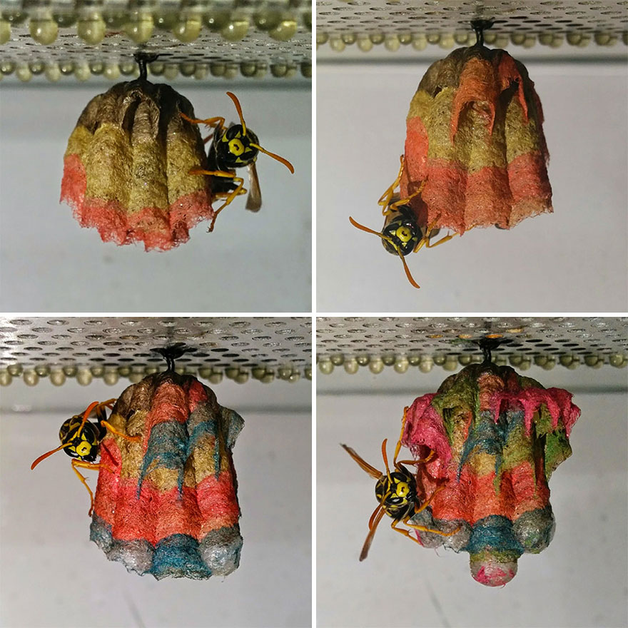 Quand des guêpes reçoivent du papier coloré, elles construisent des nids arc-en-ciel