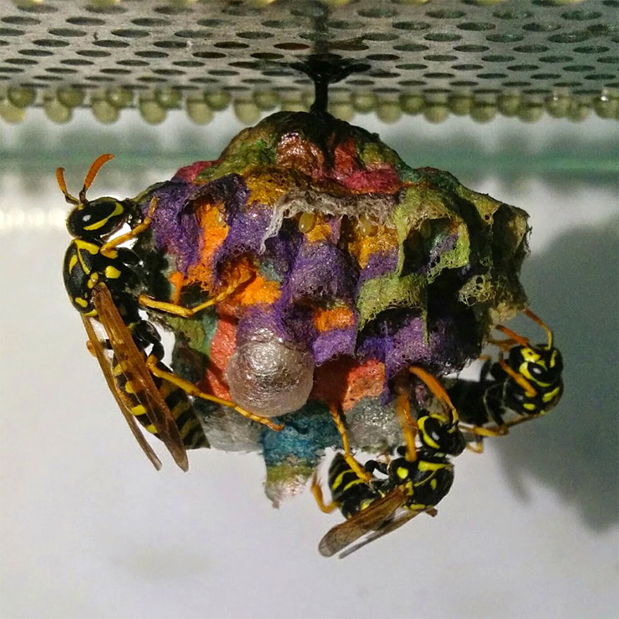 Quand des guêpes reçoivent du papier coloré, elles construisent des nids arc-en-ciel