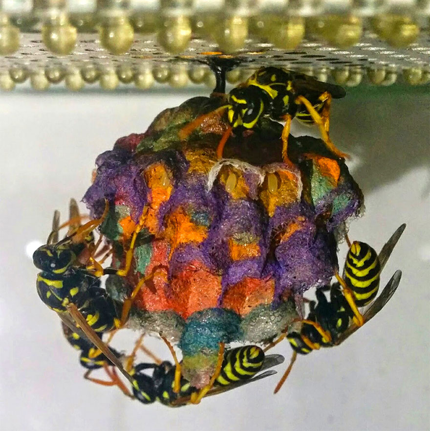 Quand des guêpes reçoivent du papier coloré, elles construisent des nids arc-en-ciel