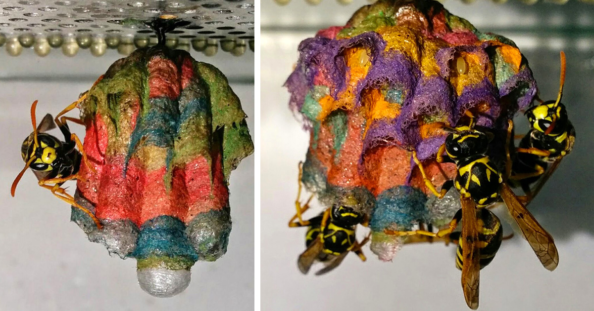 Quand des guêpes reçoivent du papier coloré, elles construisent des nids arc-en-ciel