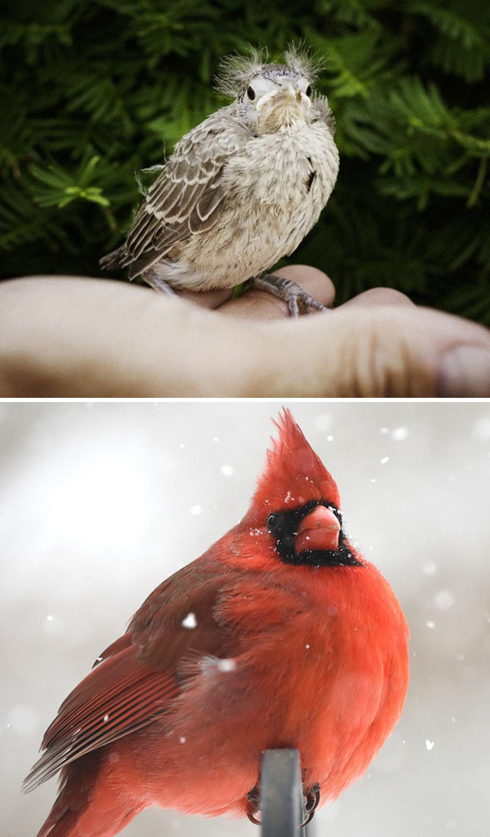 22 Oiseaux Quand Ils Sont Bebes Versus Quand Ils Sont Adultes Ipnoze 22 Oiseaux Quand Ils Sont Bebes Versus Quand Ils Sont Adultes Ipnoze