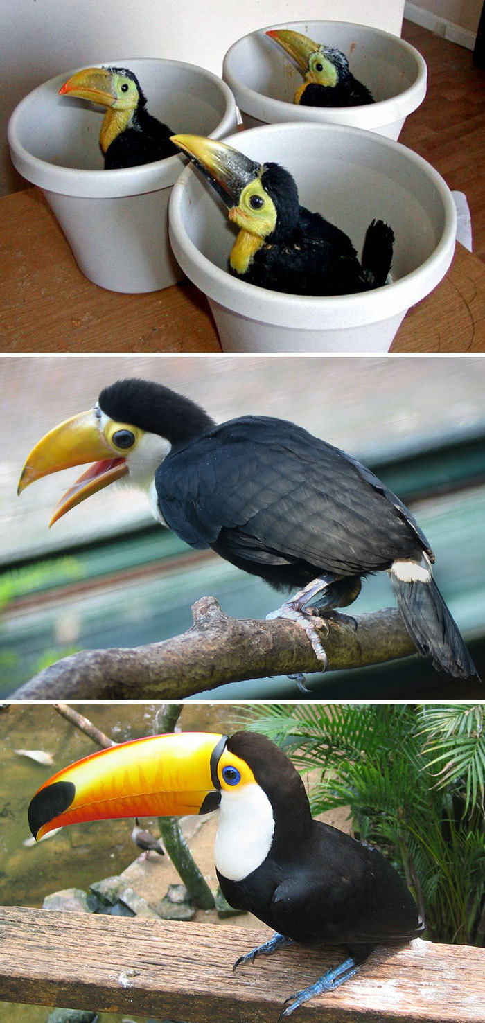 22 Oiseaux Quand Ils Sont Bebes Versus Quand Ils Sont Adultes Ipnoze 22 Oiseaux Quand Ils Sont Bebes Versus Quand Ils Sont Adultes Ipnoze